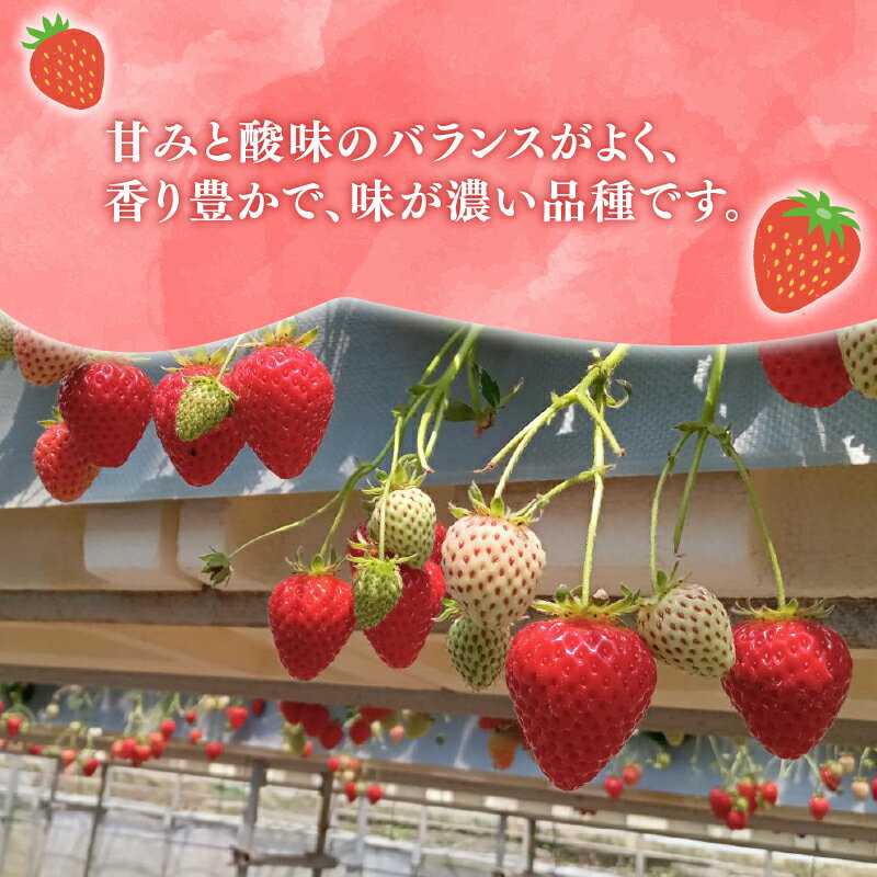 【ふるさと納税】 いちご 2026年 先行予約 大粒 9〜18粒 選べる 1〜3箱 2026 年 2~3月 発送 さちのか 国産 イチゴ 苺 ストロベリー アフター保証 新鮮 朝摘み 旬 冷蔵 フルーツ 果物 くだもの デザート スイーツ 産地直送 期間限定 送料無料 千葉県 旭市 向後いちご園 サムネイル2