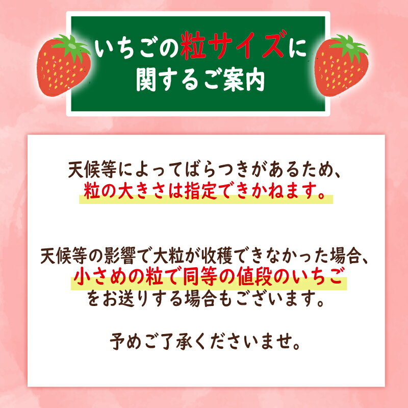 【ふるさと納税】 いちご 2026年 先行予約 大粒 9〜18粒 選べる 1〜3箱 2026 年 2~3月 発送 さちのか 国産 イチゴ 苺 ストロベリー アフター保証 新鮮 朝摘み 旬 冷蔵 フルーツ 果物 くだもの デザート スイーツ 産地直送 期間限定 送料無料 千葉県 旭市 向後いちご園 サムネイル3