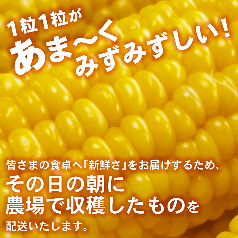 【ふるさと納税】 【数量限定】 とうもろこし スーパースイートコーン 5本 - 15本 選べる 容量 2026年6月中旬発送開始予定 期間限定 生 トウモロコシ コーン オオモノ 旬 野菜 夏野菜 冷蔵発送 送料無料 産地直送 千葉県 旭市 オオナギファーム - 画像2