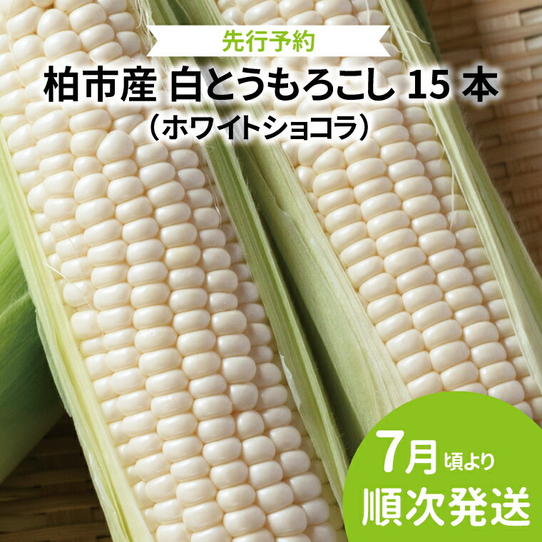 【先行予約】【2026年7月発送】 とうもろこし ホワイトショコラ 15本 野菜 トウモロコシ コーン 白とうもろこし 甘い 国産 千葉県産 柏市産 産地直送 予約 おいしい 取り寄せ おすすめ おススメ プレゼント ギフト 贈り物 大量 バーベキュー BBQ 予約