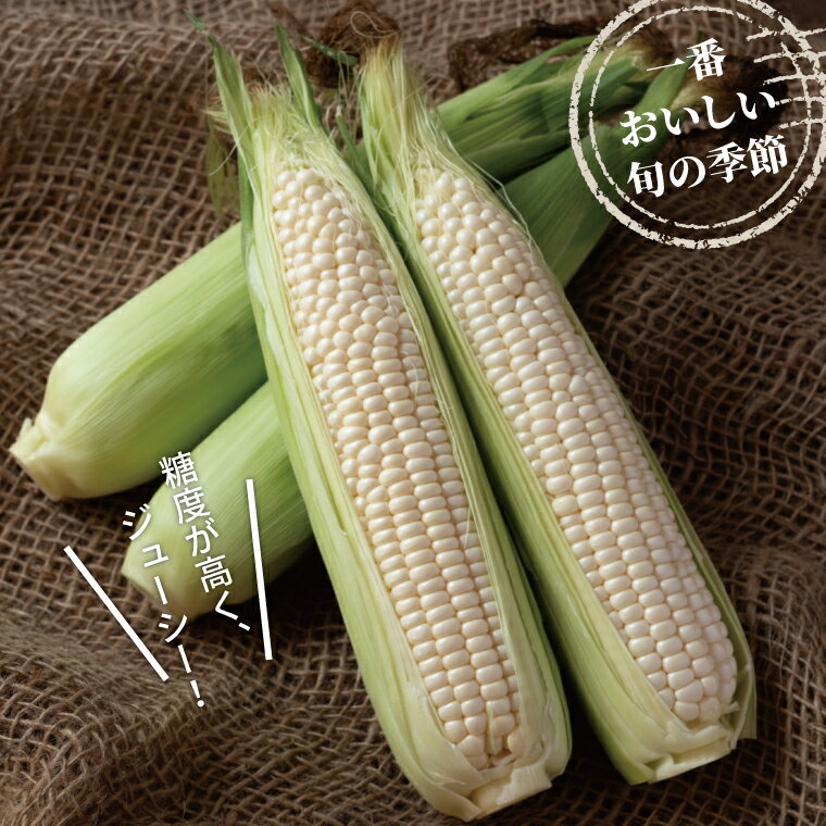 【ふるさと納税】【先行予約】【2026年7月発送】 とうもろこし ホワイトショコラ 15本 野菜 トウモロコシ コーン 白とうもろこし 甘い 国産 千葉県産 柏市産 産地直送 予約 おいしい 取り寄せ おすすめ おススメ プレゼント ギフト 贈り物 大量 バーベキュー BBQ 予約 - 画像2