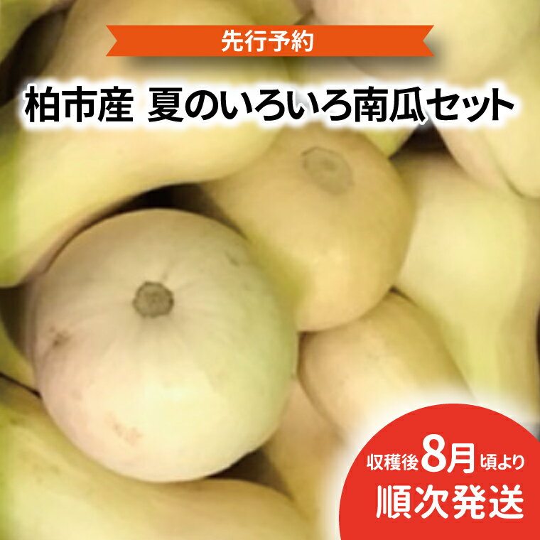 【先行予約】【2026年8月発送】 かぼちゃ セット 野菜 国産 旬 南瓜 カボチャ カボチャ パンプキン 大量 千葉県産 柏市産 予約 おいしい プレゼント 贈り物 取り寄せ おすすめ バターナッツ コリンキー 坊っちゃん南瓜 黒南瓜 プッチーニ 大量 産地直送