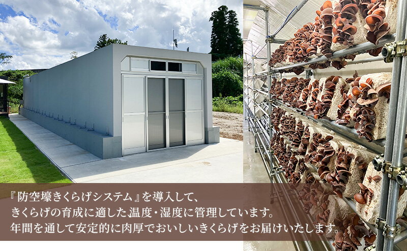 【ふるさと納税】高滝湖どうしたきくらげ 生6パック 防空壕きくらげシステム導入 野菜 きのこ 生キクラゲ 肉厚 食材 料理 調理 炒め物 スープ 国産 国産野菜 国産きくらげ - 画像3