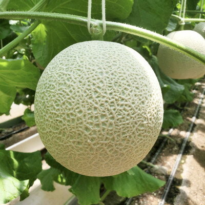 令和7年分きむら農園の特級マスクメロン1玉【化粧箱入り】【1494647】