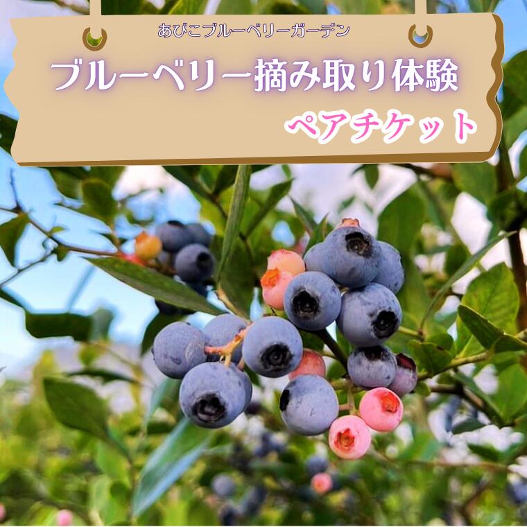 ブルーベリー摘み取り体験　ペアチケット