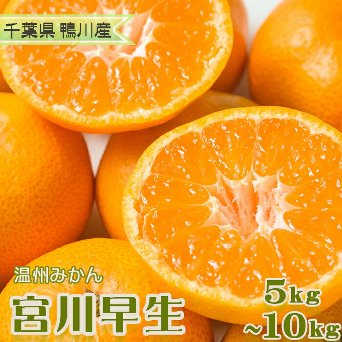 【数量限定・先行予約】甘みと酸味の絶妙バランス！温州みかん『宮川早生』5kg　[0008-0045]