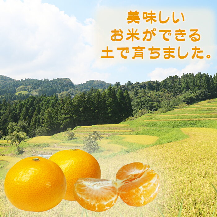 【ふるさと納税】【数量限定・先行予約】甘みと酸味の絶妙バランス！温州みかん『宮川早生』5kg　[0008-0045] サムネイル2