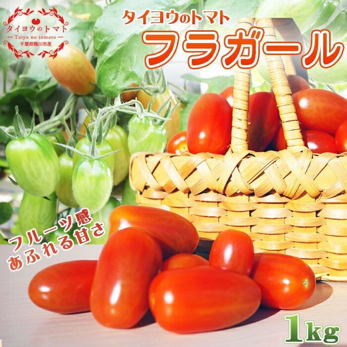 【弾ける食感！フルーツ級の甘み！】タイヨウのトマト『フラガール』1kg　《配送期間限定》《2週間以内に発送》 ミニトマト フルーツトマト [日本ソーラー発電] [0008-0048]