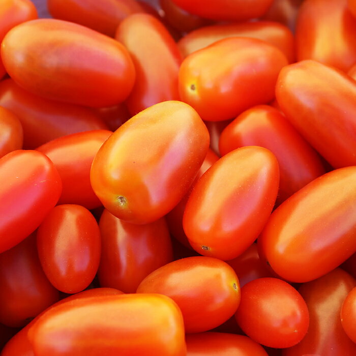 【ふるさと納税】【弾ける食感！フルーツ級の甘み！】タイヨウのトマト『フラガール』1kg　《配送期間限定》《2週間以内に発送》 ミニトマト フルーツトマト [日本ソーラー発電] [0008-0048] - 画像2