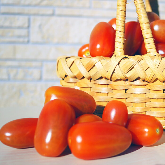 【ふるさと納税】【弾ける食感！フルーツ級の甘み！】タイヨウのトマト『フラガール』1kg　《配送期間限定》《2週間以内に発送》 ミニトマト フルーツトマト [日本ソーラー発電] [0008-0048] - 画像3