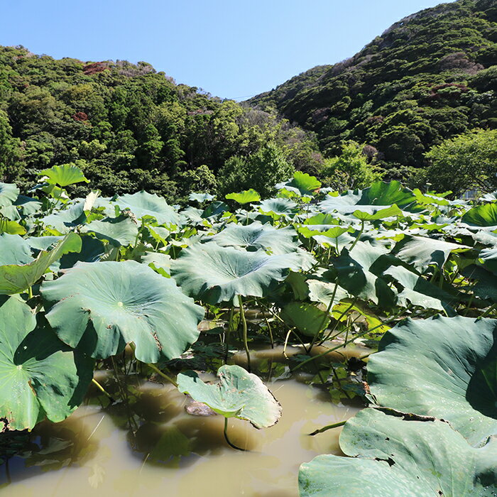 【ふるさと納税】【鴨川れんこん100％】潮風育ちの『鴨川れんこんパウダー』180g　1袋・2袋　[0006-0017] - 画像2