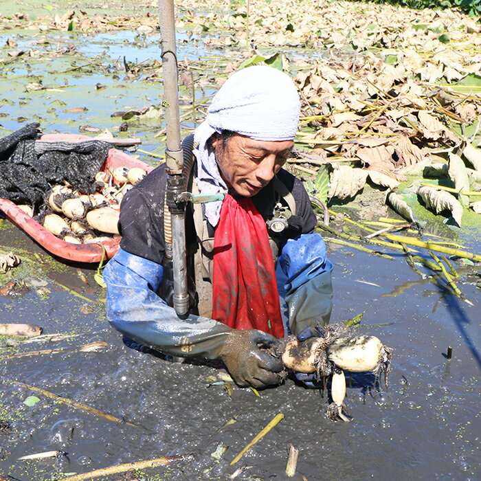 【ふるさと納税】【鴨川れんこん100％】潮風育ちの『鴨川れんこんパウダー』180g　1袋・2袋　[0006-0017] - 画像3