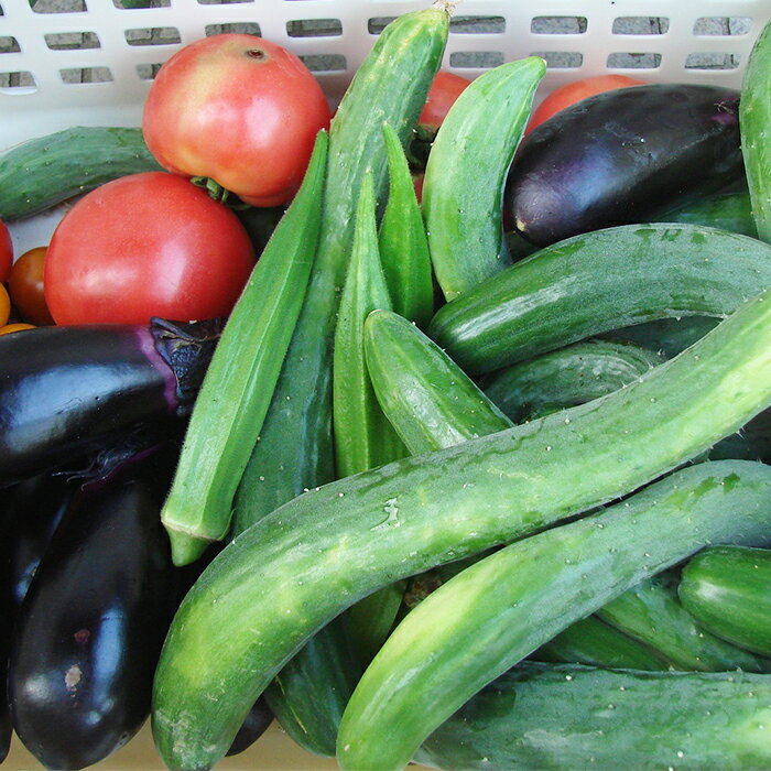 【ふるさと納税】【千葉県鴨川市】農家民泊＆農業体験 2名様 [0090-0002] - 画像3