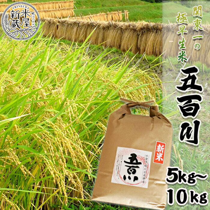 《令和7年産》【米屋新蔵】関東一の極早生米『五百川』5kg／10kg　[0016-0026]