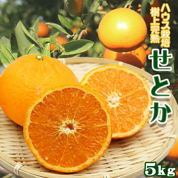 【数量限定・先行予約】もぎたて樹上完熟！『せとか』5kg《優品／訳あり》　[0017-0017]