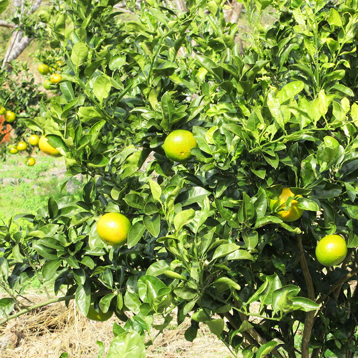 【ふるさと納税】【先行予約・数量限定】刈込園芸『鴨川スイートスプリング』 5kg（20～25個）　[0010-0210] サムネイル3