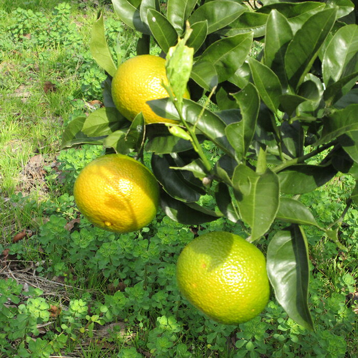 【ふるさと納税】【先行予約・数量限定】刈込園芸『鴨川スイートスプリング』 5kg（20～25個）　[0010-0210] サムネイル2