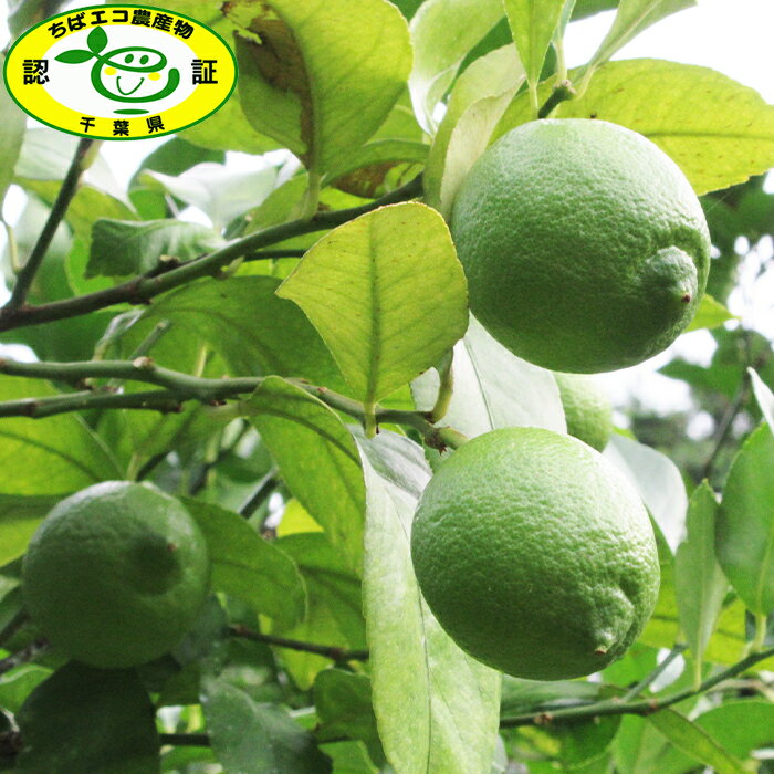 【ふるさと納税】【令和7年10月下旬発送／先行予約】刈込園芸 鴨川産レモン『リスボン』3kg　[0010-0277] サムネイル2