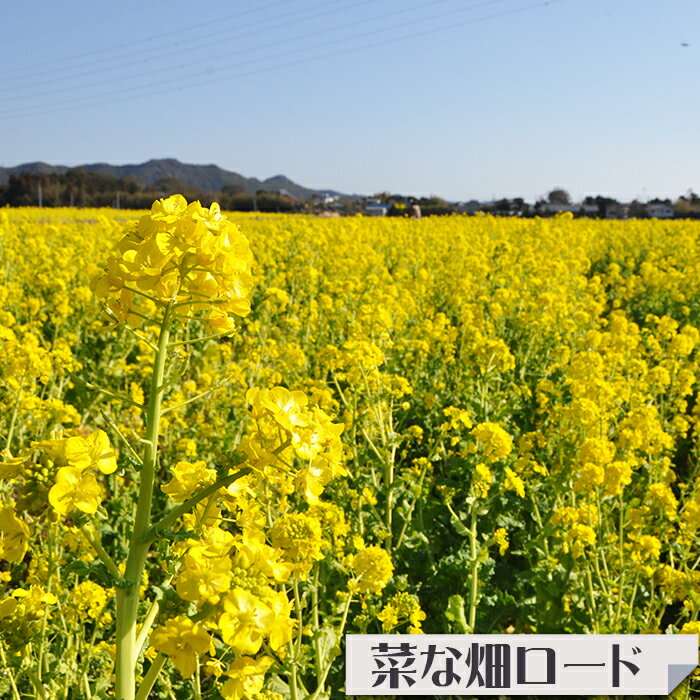 【ふるさと納税】千葉県鴨川市の対象施設で使える楽天トラベルクーポン 寄附金額40,000円 [0040-0012] サムネイル3