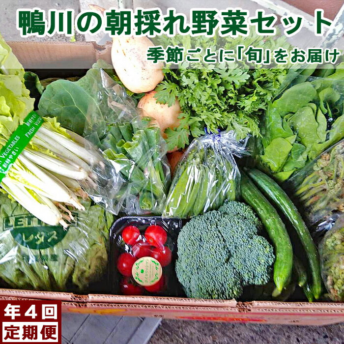 【年4回定期便】鴨川の朝採れ野菜「旬」を味わうセット [0056-0001]