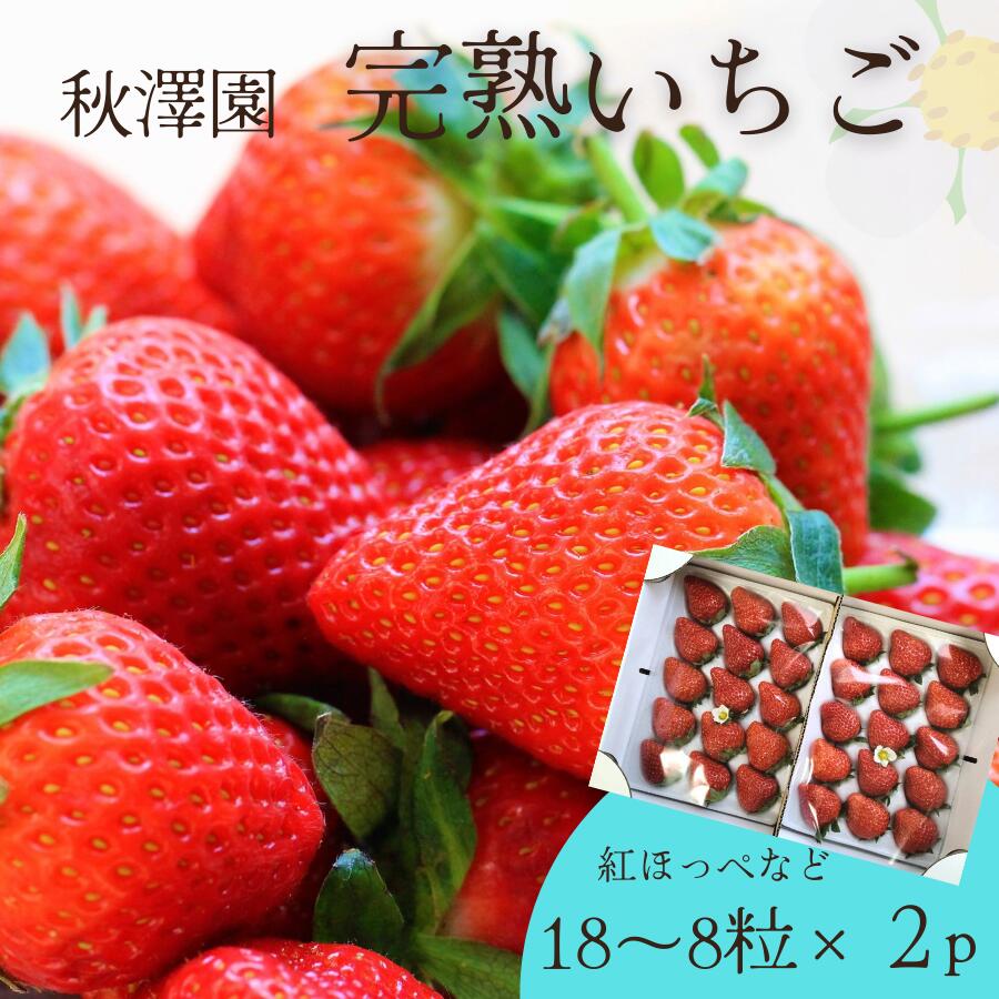 秋澤園の樹なり完熟いちご【18～8粒×2P】 ｜ いちご イチゴ 苺 完熟