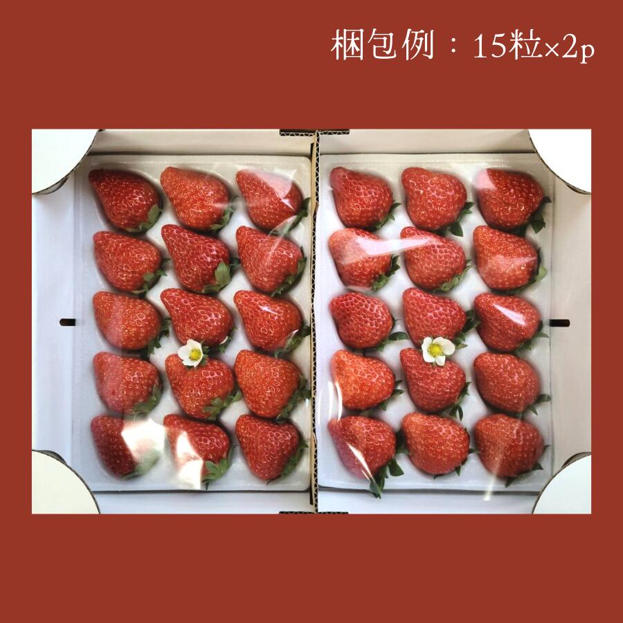 【ふるさと納税】秋澤園の樹なり完熟いちご【18～8粒×2P】 ｜ いちご イチゴ 苺 完熟 サムネイル2