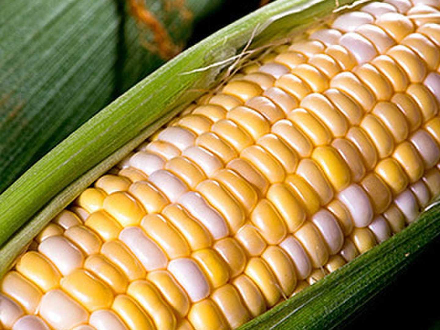 【ふるさと納税】【2026年 先行予約 】 6月中旬～順次発送 とうもろこし ドルチェドリーム 約2kg（5～6本） | 野菜 激甘 甘い とうもろこし スイートコーン コーン トウモロコシ 鈴木アル・ファーム 新鮮 朝採り イチオシ 千葉 君津 きみつ - 画像2