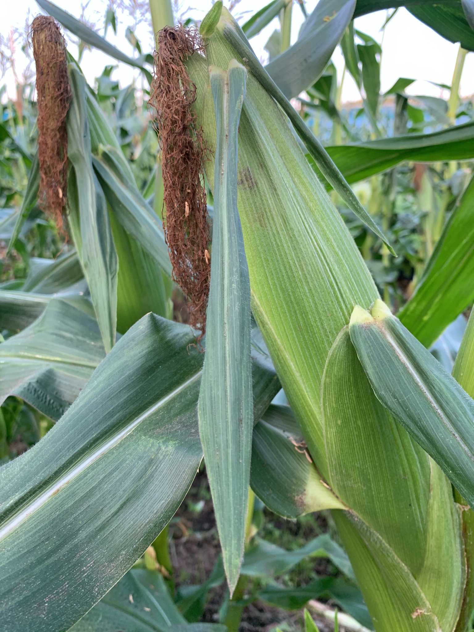 【ふるさと納税】【 2026年 先行予約 】とうもろこし 2種食べ比べミックス 味来×ドルチェドリーム 約2キログラム（5～6本） | とうもろこし にがり農法 国産 新鮮 食べ比べ 産地直送 栄養たっぷり 野菜 旬 鈴木アル・ファーム 新鮮 朝採り 千葉 君津 きみつ - 画像3
