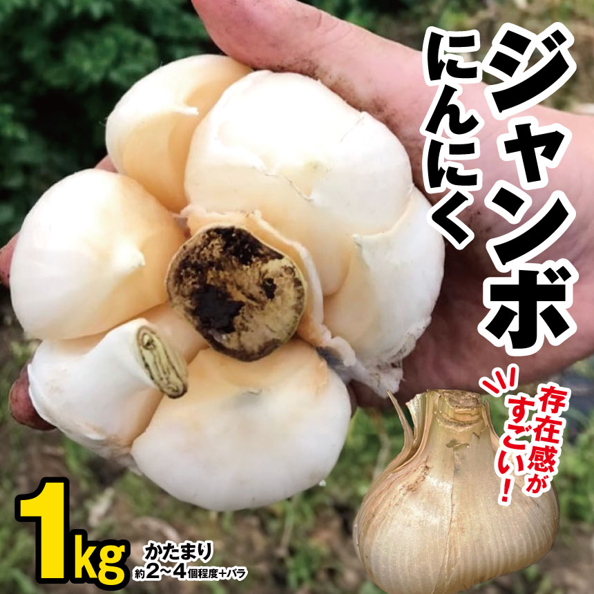 【 先行予約 】ジャンボにんにく約1kg にんにく農園 君津 | ニンニク 乾燥にんにく 1キロ 大容量 野菜 ほくほく ぷっくり ユニーク野菜 ホイル焼き アヒージョ バーベキュー 食感がたまらない イチオシ 千葉 君津市 きみつ