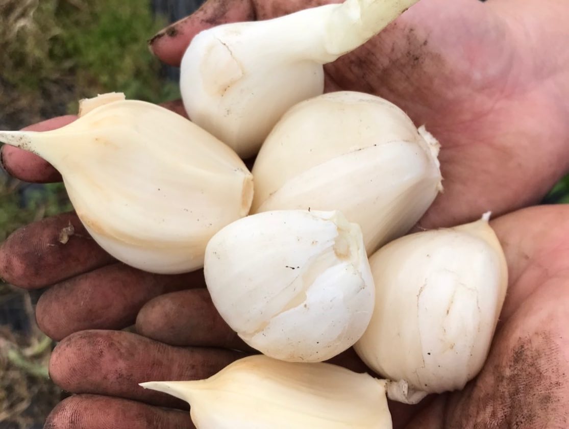 【ふるさと納税】【 先行予約 】ジャンボにんにく約1kg にんにく農園 君津 | ニンニク 乾燥にんにく 1キロ 大容量 野菜 ほくほく ぷっくり ユニーク野菜 ホイル焼き アヒージョ バーベキュー 食感がたまらない イチオシ 千葉 君津市 きみつ - 画像2