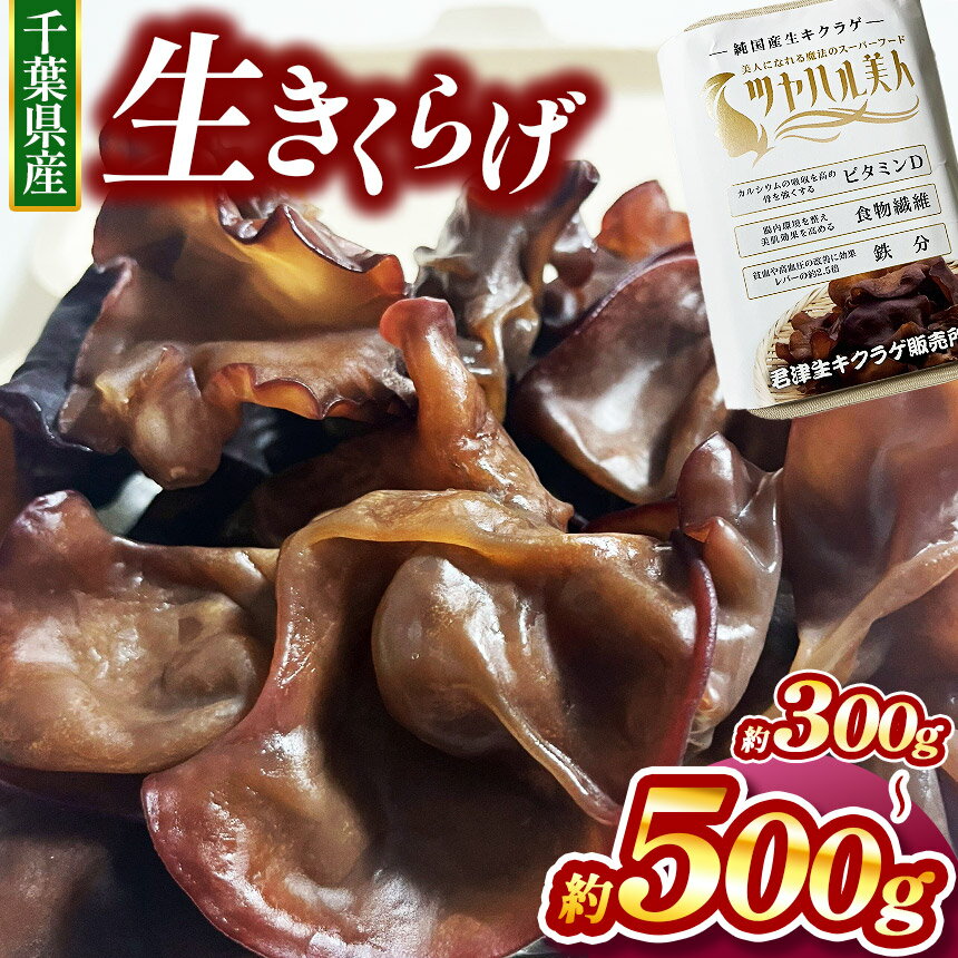 生キクラゲ 約300g or 約500g 選べる容量 | 君津生キクラゲ販売所 農薬（化学肥料）：栽培期間中不使用 野菜 きのこ キノコ きくらげ キクラゲ 肉厚 ス―パーフード パワーフード 栄養満点 食感がたまらない 野菜炒め 中華料理 千葉 君津 きみつ