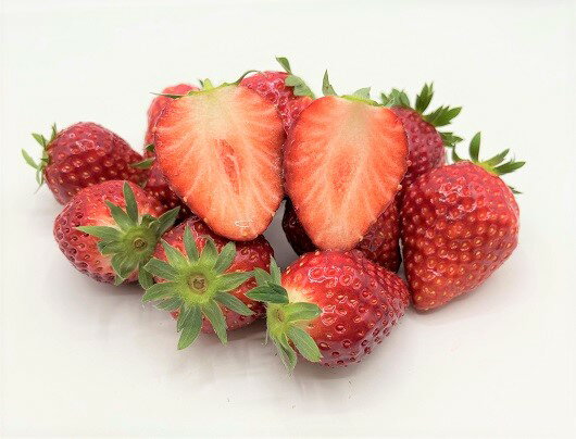【ふるさと納税】いちご トチオトメ 約1kg 本州限定 / 中村農園 / とちおとめ 苺 イチゴ 完熟 朝採り サムネイル2