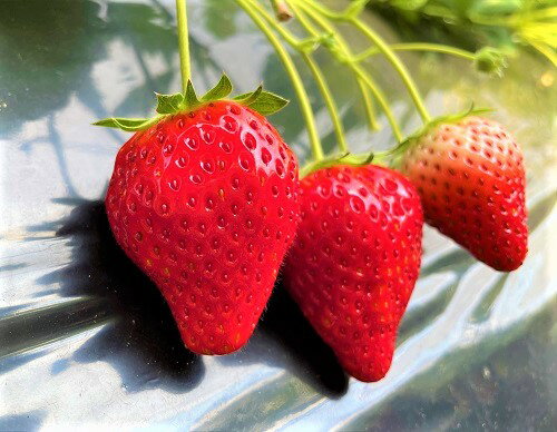 【ふるさと納税】いちご トチオトメ 約1kg 本州限定 / 中村農園 / とちおとめ 苺 イチゴ 完熟 朝採り サムネイル3