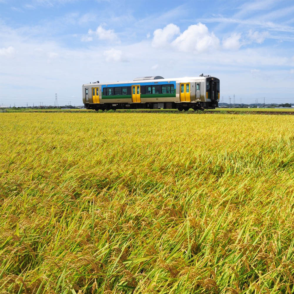 【ふるさと納税】新米 令和7年度産 袖ぴかり 10kg (5kg×2)｜米 おこめ こしひかり コシヒカリ 直送 推奨米 袖ケ浦 千葉 [0639r] - 画像2