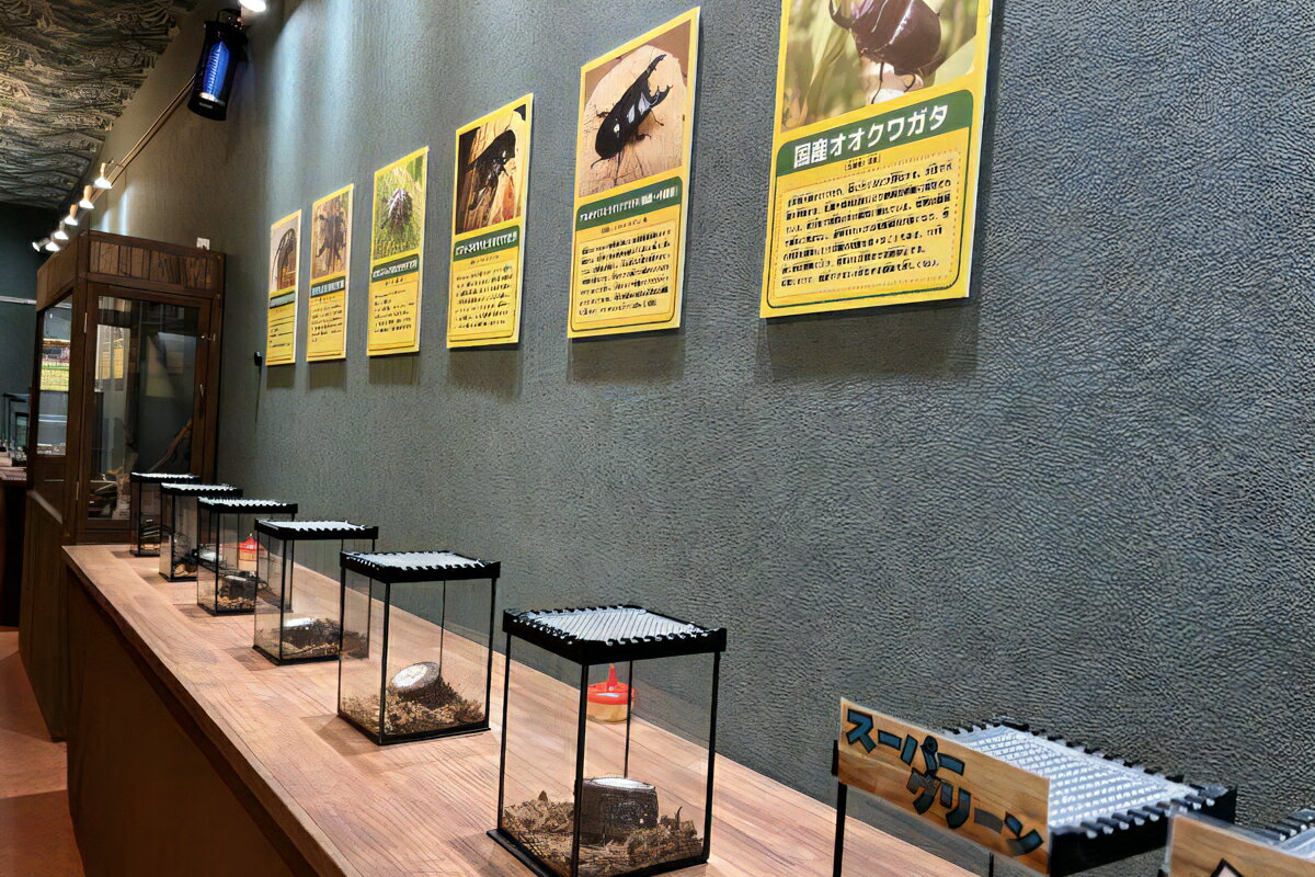 【ふるさと納税】東京ドイツ村 入園チケット 1枚＋世界の昆虫爬虫類王国 1日入場引換券｜旅行 観光 日帰り 泊り あそぶ 立ち寄り スポット デーマパーク レジャー チケット 見どころ アクアライン 房総 千葉 [0600r-0605r] - 画像3