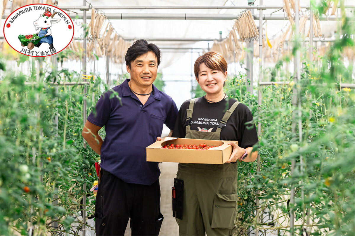 【ふるさと納税】川村とまと園ギフトボックス (フルーツトマト800g／ケチャップ／ジャムセット)｜甘い ミニトマト プチトマト 野菜 料理 ギフト プレゼント ケチャップ ジャム 産地直送 房総 千葉 袖ケ浦 [0651r] - 画像2