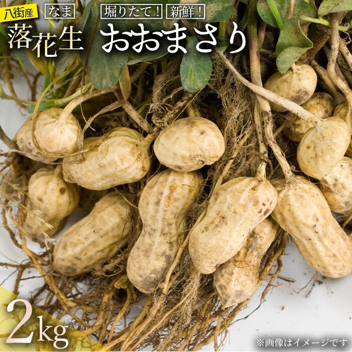 落花生 先行予約 とれたて新鮮 生落花生 おおまさり 2kg 殻付き 落花生 八街 おおまさり 千葉県 生