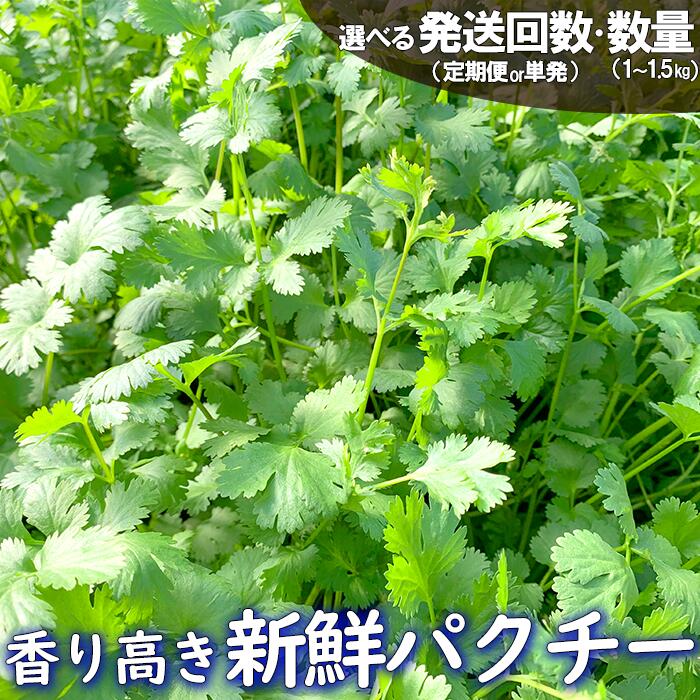 香り高き新鮮パクチー 1kg 1.5kg 単発 1kg×6回 隔月定期便 お届け