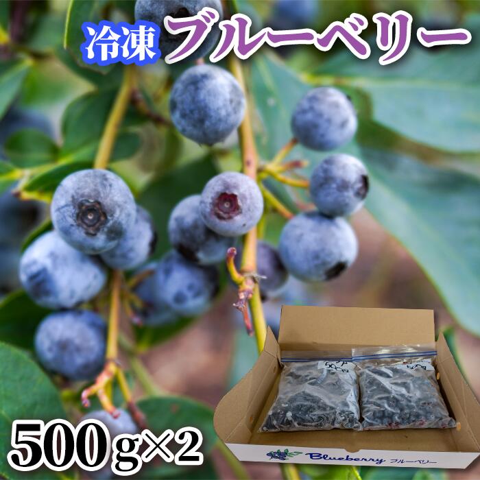 冷凍ブルーベリー 500g×2パック 八街市 ブルーベリー 果物 フルーツ ブルーベリー 冷凍 ブルーベリー大粒