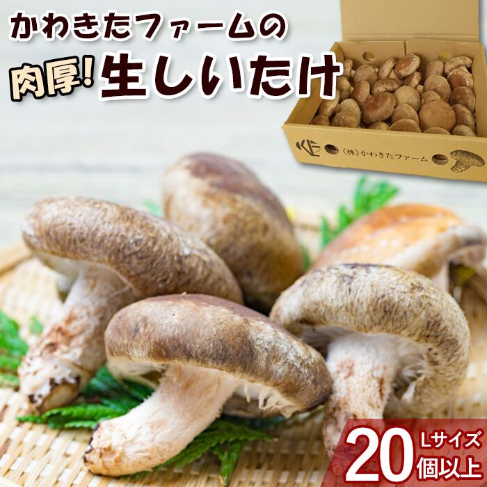かわきたファーム 肉厚 しいたけ 椎茸 シイタケ しいたけ栽培 生しいたけ 千葉 八街