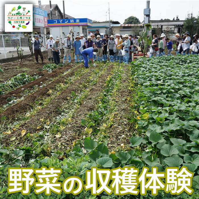 野菜の収穫体験
