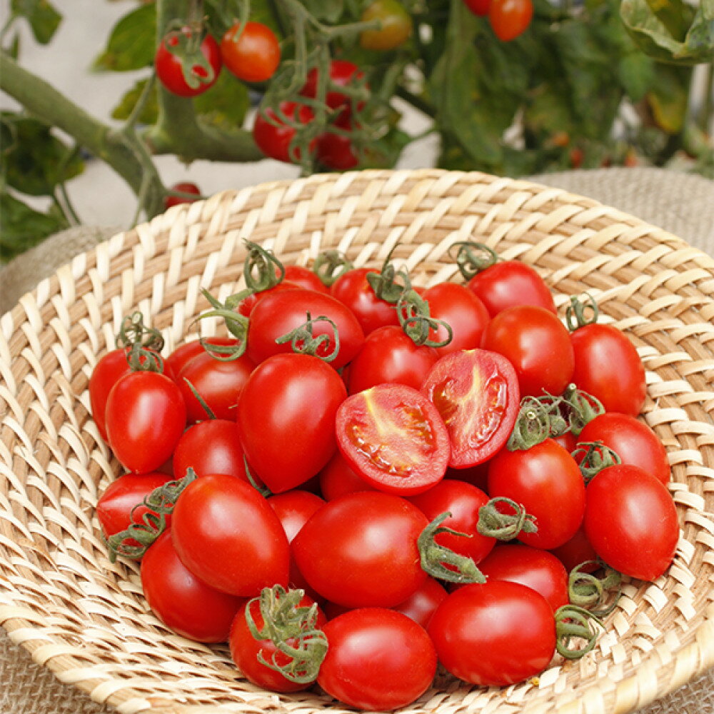 【ふるさと納税】完熟ミニトマト シュガープラムギフト Cセット｜甘い プチトマト 野菜 フルーツ とまと ギフト プレゼント 贈答 お中元 お歳暮 [0232] - 画像2