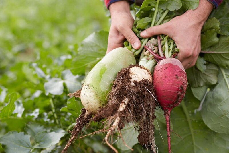 【ふるさと納税】柴海農園 旬の「まるごとやさい」セット (12種類前後) [0222] - 画像2