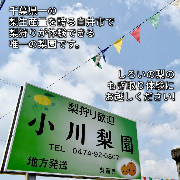 【ふるさと納税】梨狩り体験 梨のもぎ取り 1グループ5名様まで 幸水 豊水 新高 収穫体験 おすすめ 夏の味覚 秋の味覚 しろいの梨 サムネイル2