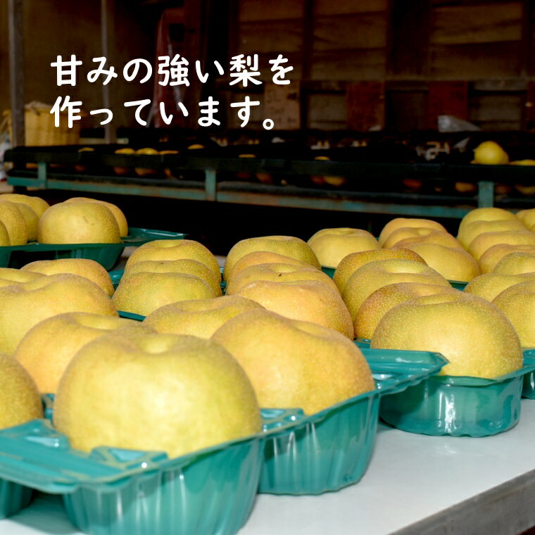 【ふるさと納税】梨狩り体験 梨のもぎ取り 1グループ5名様まで 幸水 豊水 新高 収穫体験 おすすめ 夏の味覚 秋の味覚 しろいの梨 サムネイル3