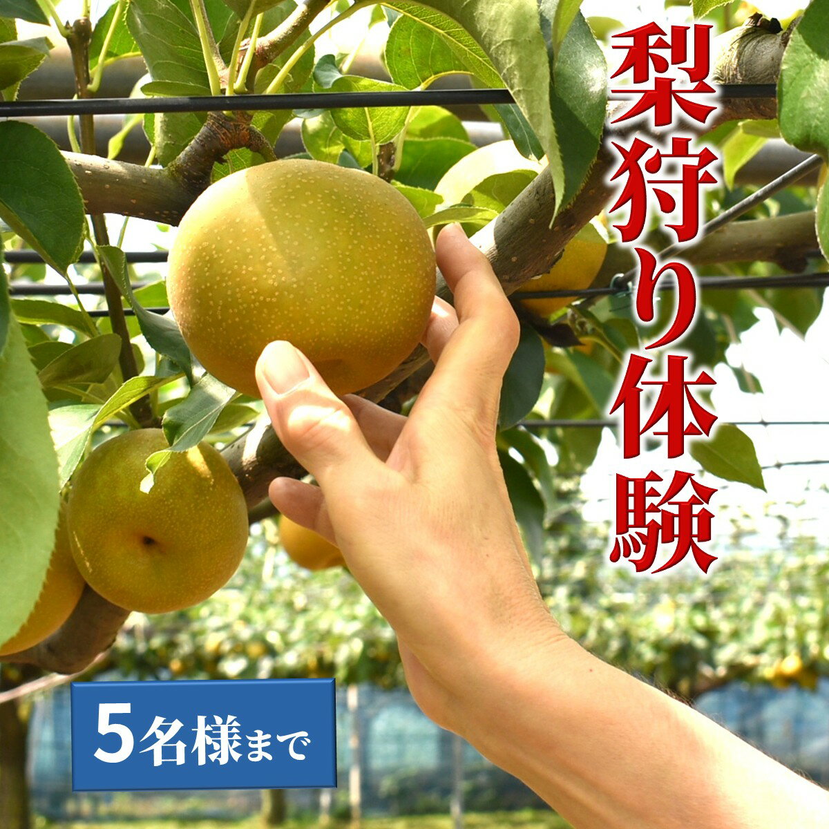 梨狩り体験 梨のもぎ取り 1グループ5名様まで 幸水 豊水 新高 収穫体験 おすすめ 夏の味覚 秋の味覚 しろいの梨