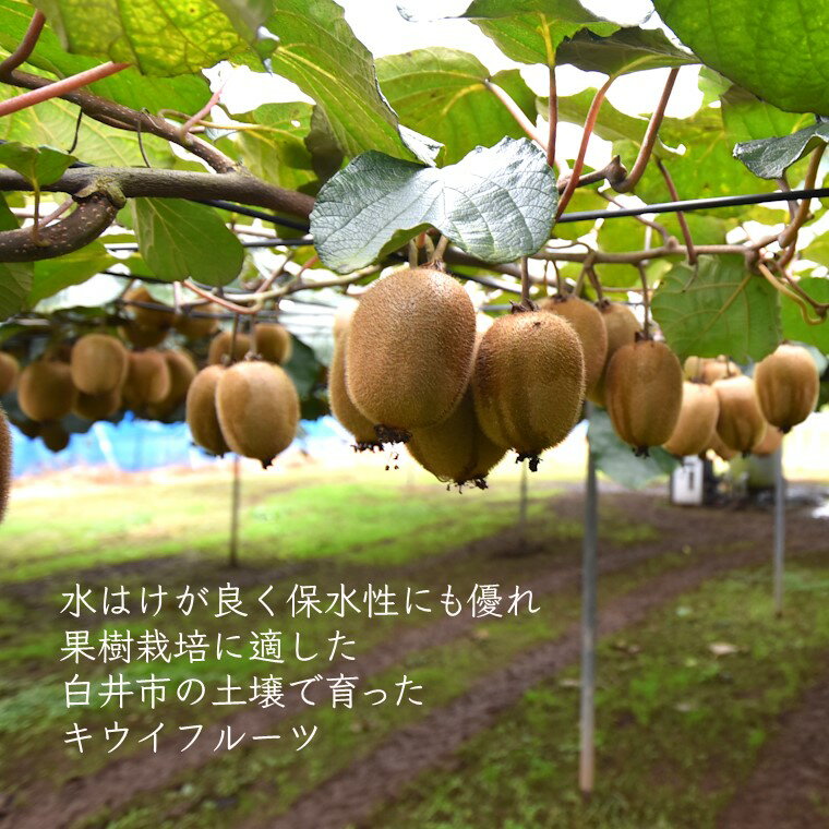 【ふるさと納税】キウイ ヘイワード 約2kg 15〜18個 食べ頃 追熟済み ジューシー 果物 甘い おいしい おすすめ サムネイル3