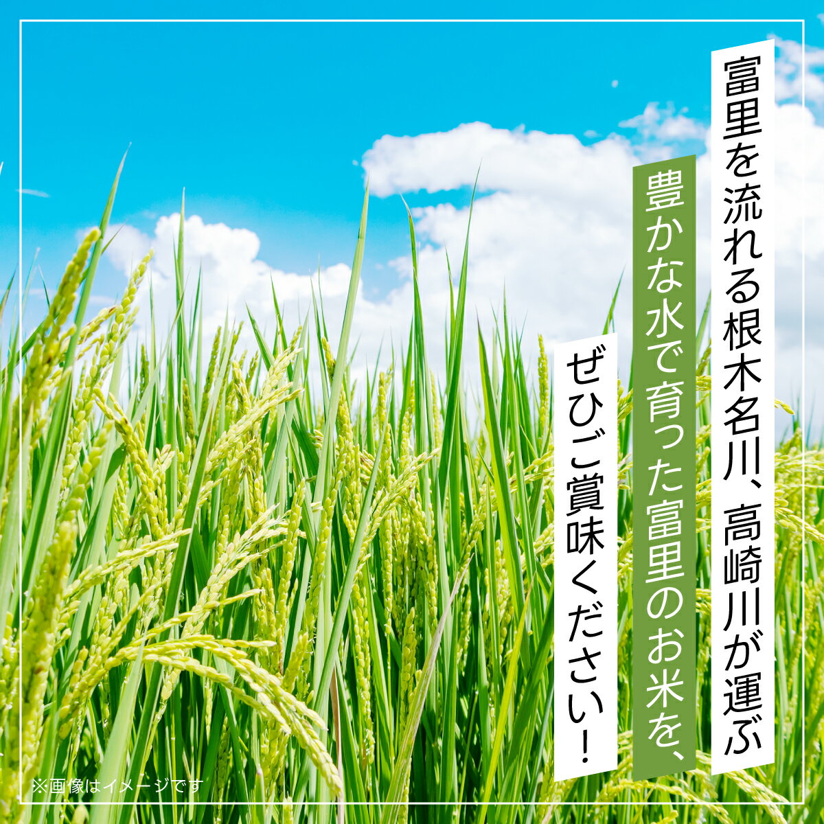 【ふるさと納税】 【令和7年産】富里市産コシヒカリ 5kg こしひかり コシヒカリ 米 こめ コメ 白米 単一米 精米 うるち精米 5kg もっちり 柔らか うまみ 旨味 うま味 日本食 鮮度自慢 産直 産地直送 J A富里 農協 千葉県 富里市 千葉産 千葉県産 ちば 富里 TMF004 - 画像3