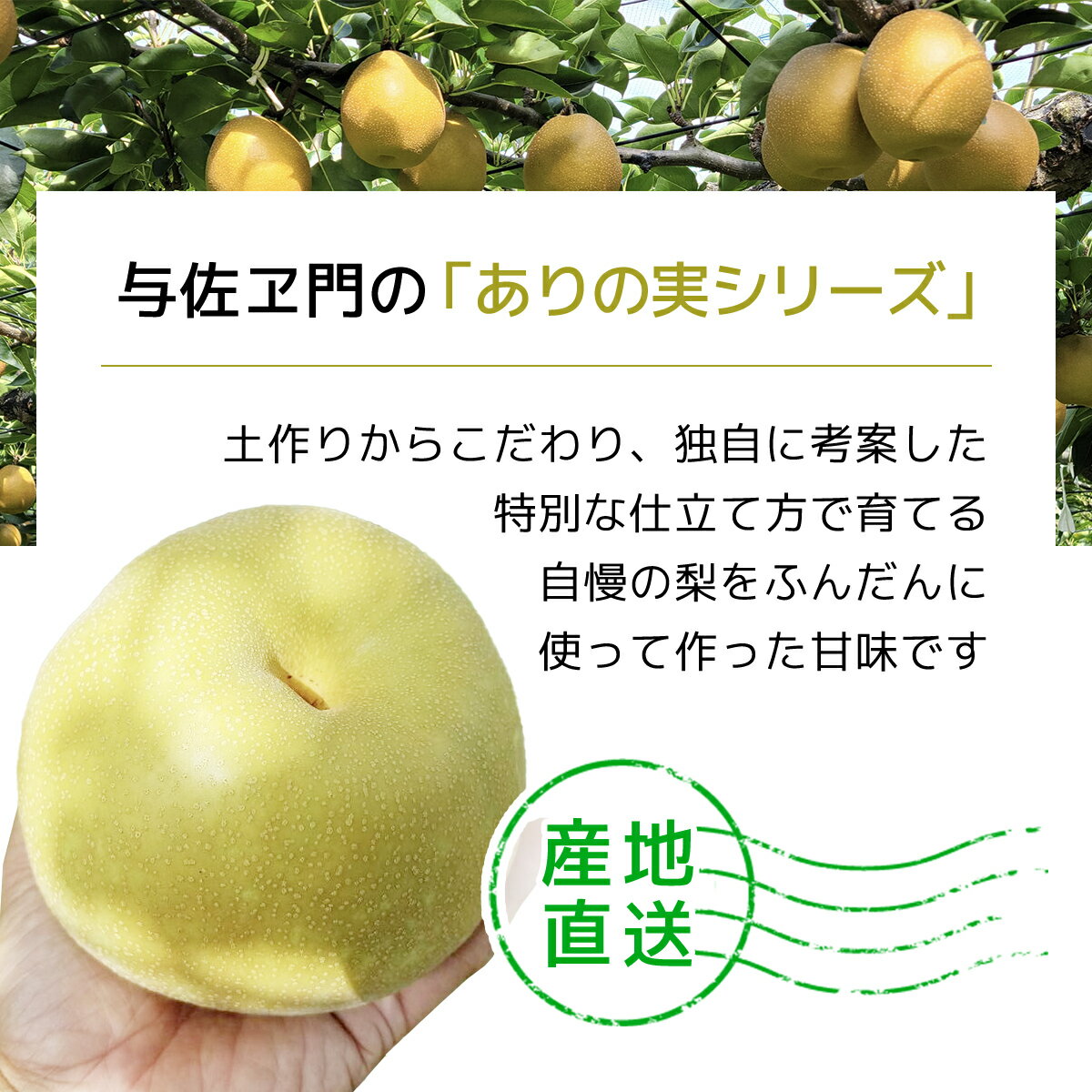 【ふるさと納税】 ありの実ギフトセット TMK001 / なし ナシ 梨 ありのみ 有の実 フルーツ 果物 ゼリー ジュース ドライフルーツ コンフィチュール デザート 詰合せ ギフト 千葉県 富里市 サムネイル2