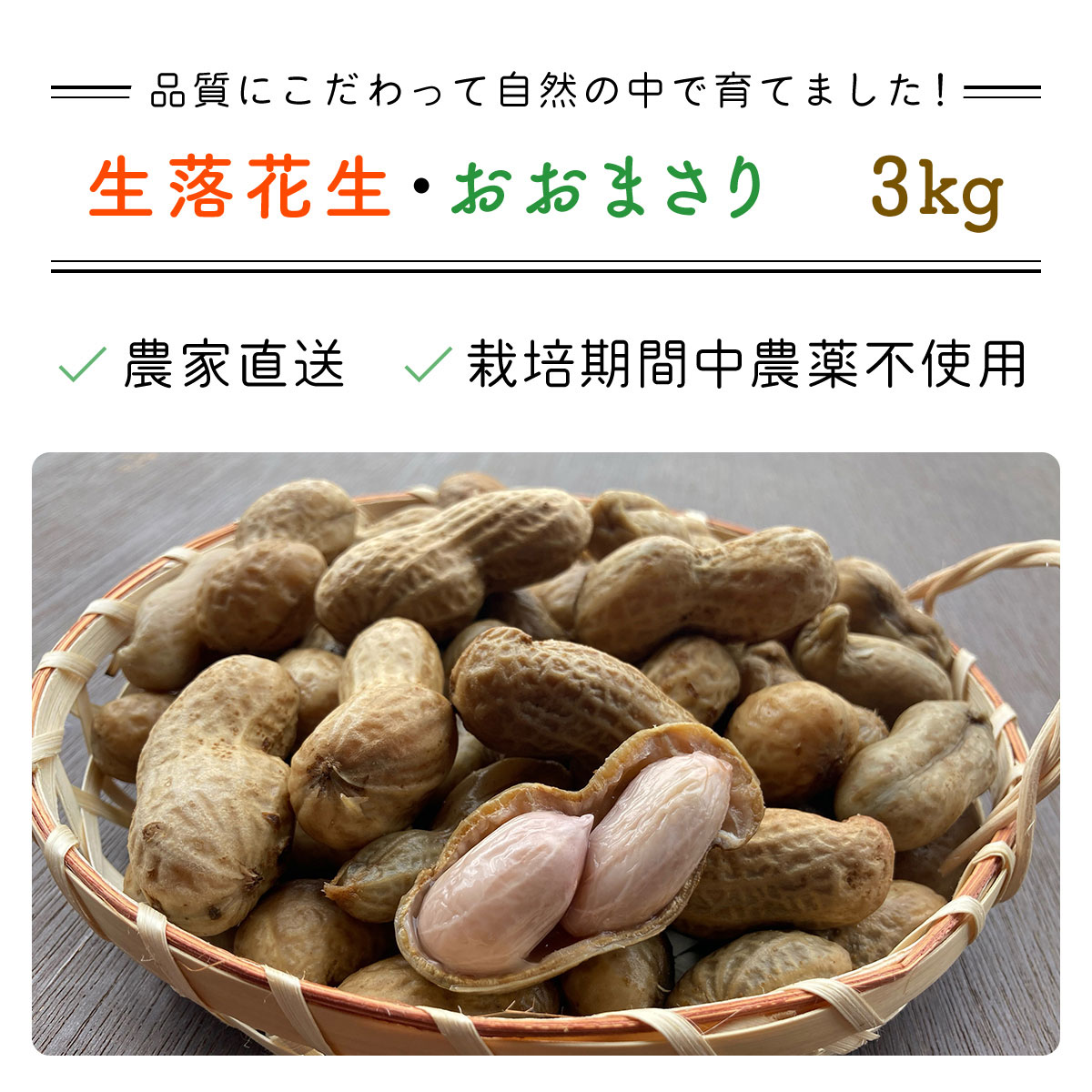 【ふるさと納税】【先行予約・新豆 】【栽培期間中農薬不使用】千葉県産 大粒 農家直送！おおまさり3kg 【 ふるさと納税 人気 おすすめ ランキング 皮付き 殻付き ピーナッツ ピーナツ 落花生 千葉県 富里市 送料無料 】TML010 - 画像3